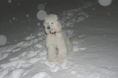 Knigspudel Torres im Neuschnee