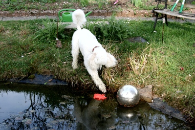 Der Knigspudel ist ein Jagdhund, der normalerweise Enten und Fasanen apportiert.