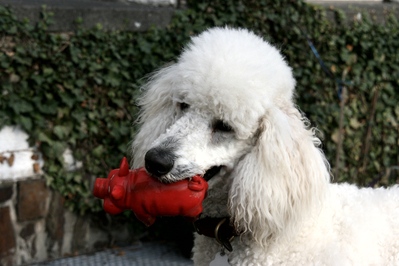 Der Knigspudel ist ein Jagdhund, der normalerweise Enten und Fasanen apportiert.