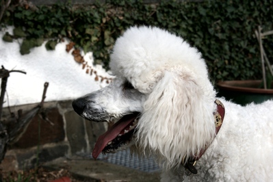 Der Knigspudel ist ein Jagdhund, der normalerweise Enten und Fasanen apportiert.