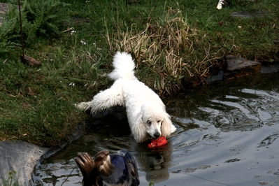 Der Knigspudel ist ein Jagdhund, der normalerweise Enten und Fasanen apportiert.