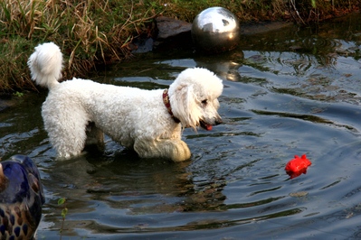 Der Knigspudel ist ein Jagdhund, der normalerweise Enten und Fasanen apportiert.