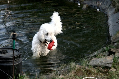 Der Knigspudel ist ein Jagdhund, der normalerweise Enten und Fasanen apportiert.